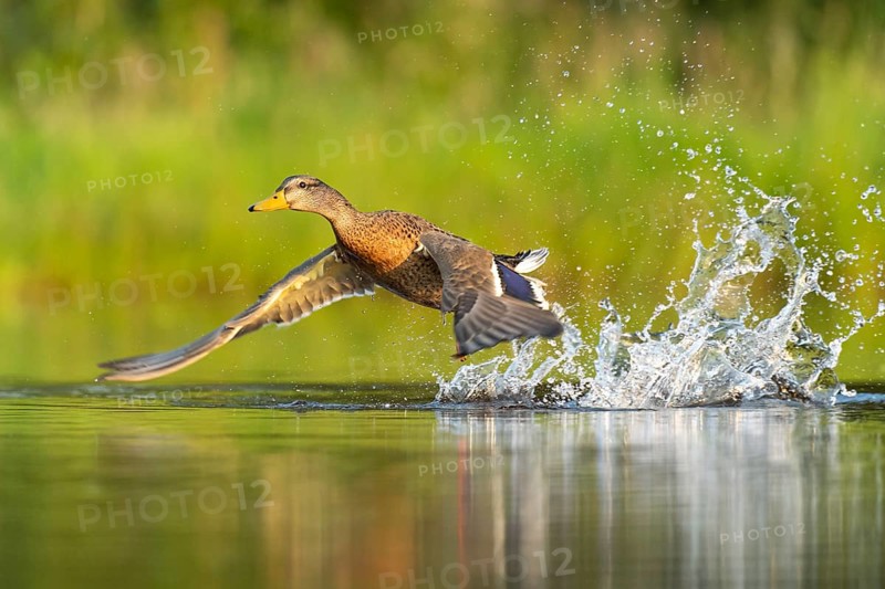 Mallard (Anas platyrhynchos) in flight, female, Aviemore, Scotland, Great Britain