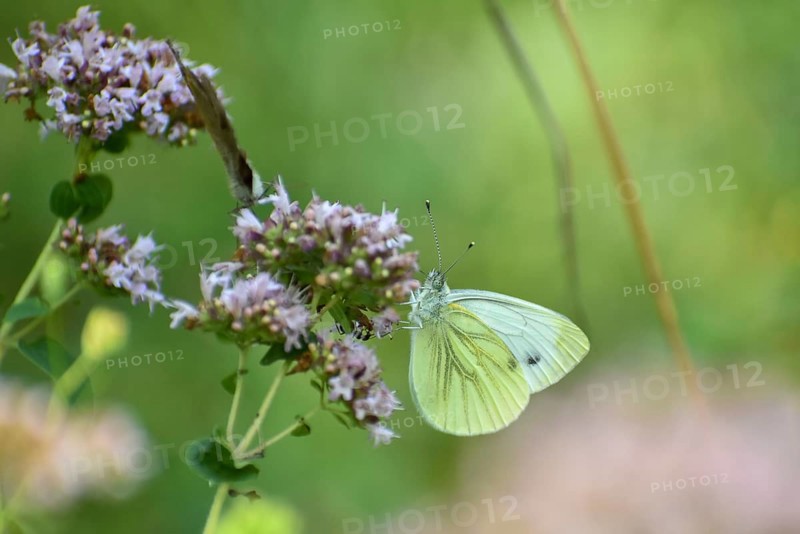 Cabbage butterfly (Pieris brassicae) Butterfly, Upper Bavaria, Germany, Europe