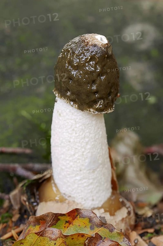 Common stinkhorn (Phallus impudicus), North Rhine-Westphalia, Germany, Europe