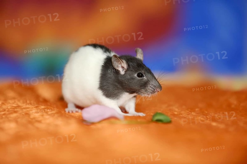 Coloured rat (Rattus novegicus forma domestica), young animal