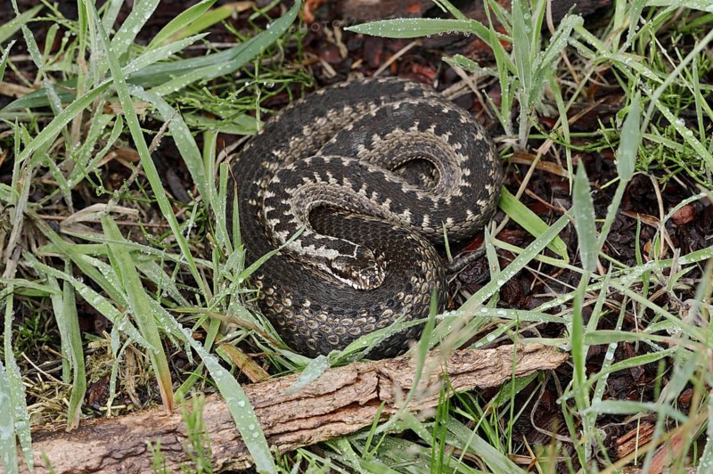 Common european viper (Vipera berus), North Rhine-Westphalia, Germany, Europe
