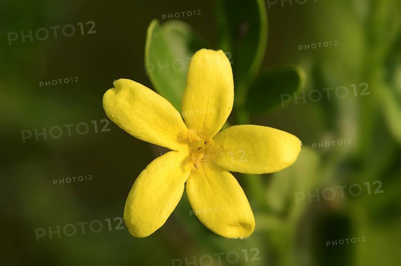 Shrub jasmine or shrubby jasmine (Chrysojasminum fruticans, Jasminum fruticans), flower, Provence, southern France