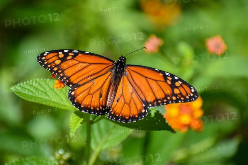 Monarch butterfly (danaus erippus, the sister species of Danaus plexippus) on a spanish flag (Lantana camara), seen in Buenos Aires, Argentina, South America