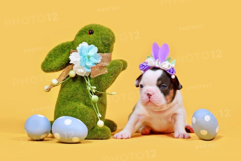 Tan pied French Bulldog dog puppy with Easter bunny ears, painted eggs and grass bunny on yellow background