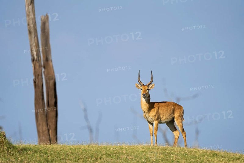 Puku (Kobus vardonii) portrait of the wild animal standing on a hill. Front view of the large antlers and full body. Kafue Lake, Kafue National Park, Zambia, Africa