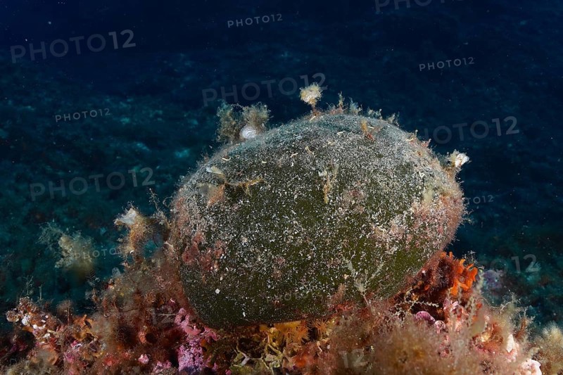 Sea ball, ball algae (Codium bursa), algae, in the Mediterranean Sea near Hyères. Dive site Giens Peninsula, Côte d'Azur, France, Europe