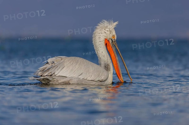 Dalmatian Pelican (Pelecanus crispus), swimming, orange throat pouch, Lake Kerkini, Greece, Europe