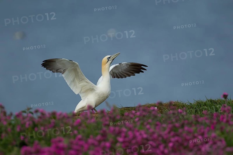 Northern gannet (Morus bassanus) adult bird stretching its wings amongst flowering Red campion plants on a cliff top, Yorkshire, England, United Kingdom, Europe