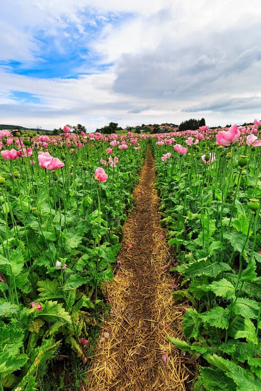 Hiking trail, circular trail in the opium poppy (Papaver somniferum), cultivation of edible poppy, poppy field, pink flowers and seed capsules, Germerode, Meißner, Geo-nature park Park Frau-Holle-Land, Hesse, Germany, Europe
