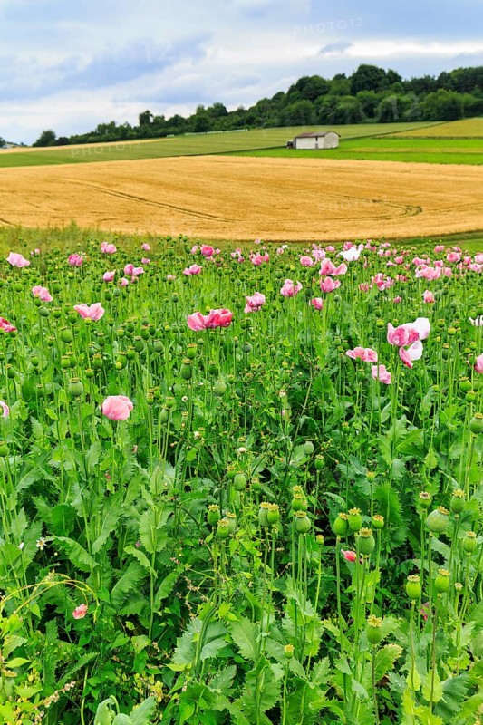 Opium poppy (Papaver somniferum), cultivation of edible poppy, poppy field, pink flowers and seed capsules, Germerode, Meißner, Geo-nature park Park Frau-Holle-Land, Hesse, Germany, Europe