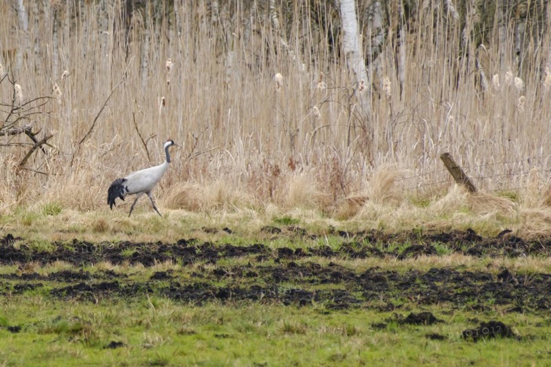 Crane (Grus grus) in Teufelsbruch, Waren, Müritz, Heilbad, Müritz National Park, Mecklenburg Lake District, Mecklenburg, Mecklenburg-Western Pomerania, Germany, Europe