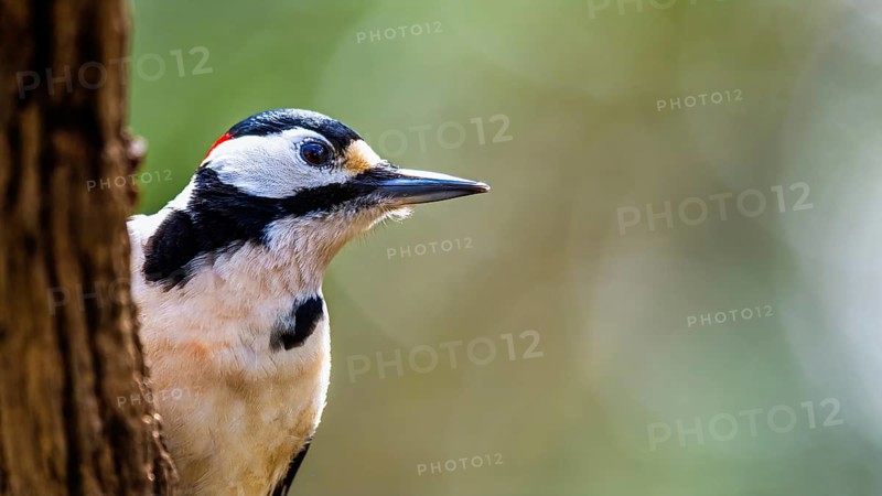 Portrait of Male of Great Spotted Woodpecker, Dendrocopos major, bird in forest at winter sun