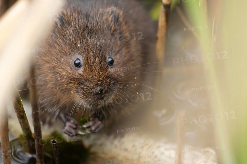Water vole (Arvicola amphibius) adult rodent animal feeding on pondweed in a reedbed on a pond, England, United Kingdom, Europe