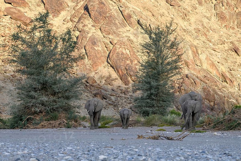 Desert elephants (Loxodonta africana) in the Hoanib dry river, Kaokoveld, Kunene region, Namibia, Africa