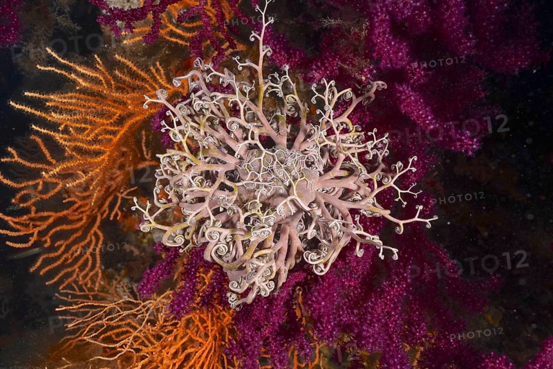 A blaze of colour in the Mediterranean: Violescent sea-whip (Paramuricea clavata) with open polyps, yellow gorgonian (Eunicella cavolinii) and Mediterranean gorgonian head (Astrospartus mediterraneus) in the Mediterranean near Hyères. Dive site Giens Peninsula, Provence Alpes Côte d'Azur, France, Europe