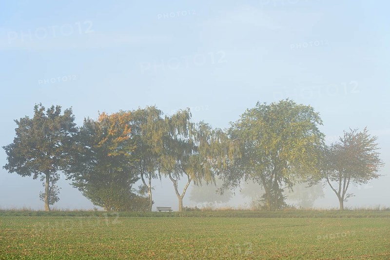 Deciduous trees with autumn leaves, row of trees at the edge of a field in the fog, blue sky, North Rhine-Westphalia, Germany, Europe