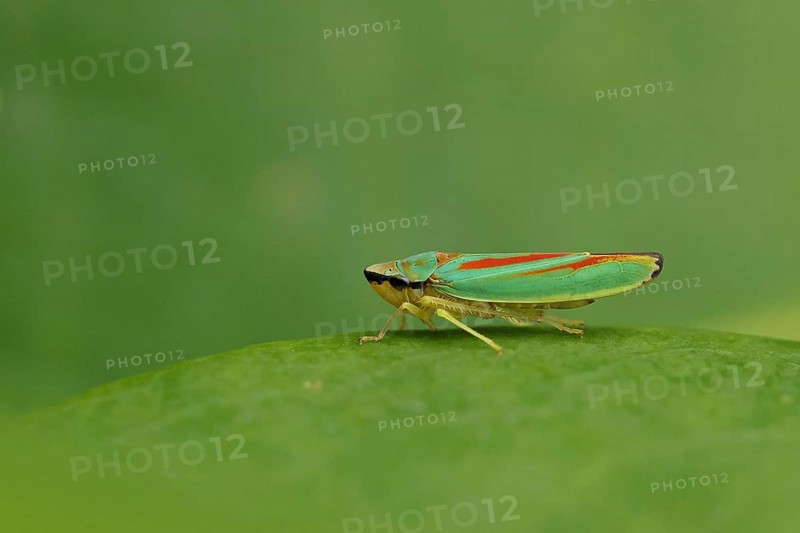 Rhododendron cicada (Graphocephala fennahi) sitting on a leaf of a rhododendron (Rhododendron), Wilnsdorf, North Rhine-Westphalia, Germany, Europe