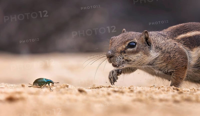 Atlas squirrel, North African bristle squirrel or Barbary squirrel (Atlantoxerus getulus) looking for food, hunting for insects, beetles as prey, Fuerteventura, Spain, Europe