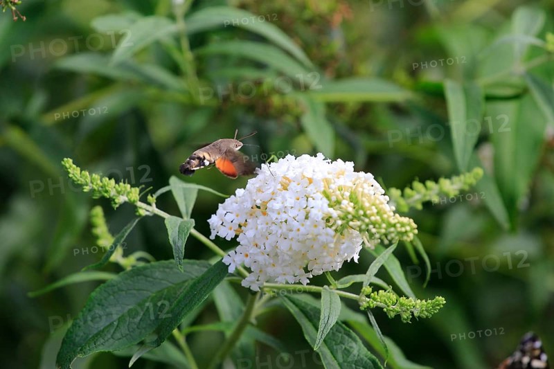 Dove tail (Macroglossum stellatarum), September, Saxony, Germany, Europe