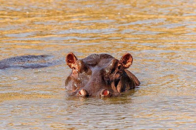 Hippopotamus (Hippopotamus amphibius) swimming in a river, Maasai Mara National Reserve, Kenya, Africa