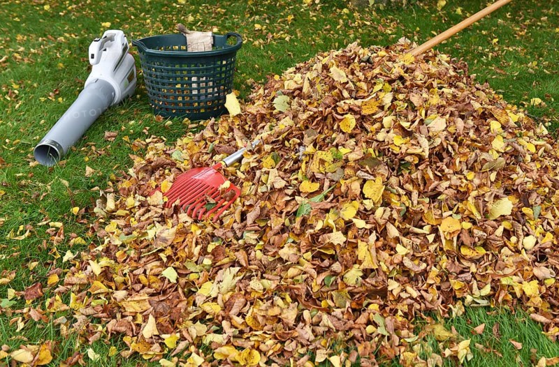 Remove withered leaves, autumn leaves in the garden, Schleswig-Holstein, Germany, Europe