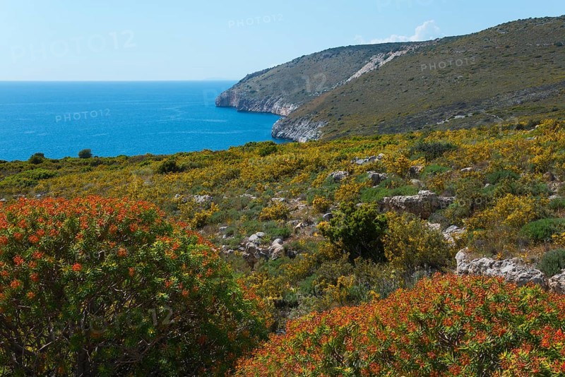 Blossoming coastal landscape with hills and a wide view of the blue sea, Itylo, Anatoliki Mani, Mani, Laconia, Peloponnese, Greece, Europe
