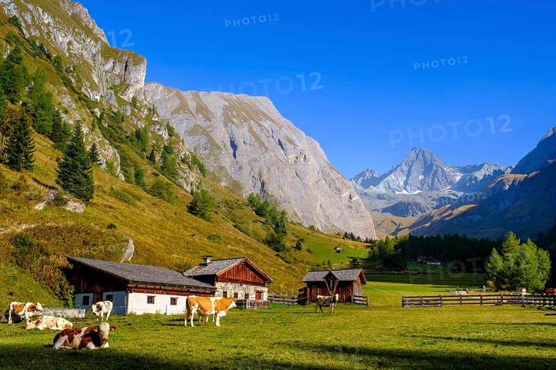 Huteralmen with Großglockner, Hohe Tauern, Ködnitztal, Kals am Großglockner, East Tyrol, Austria, Europe