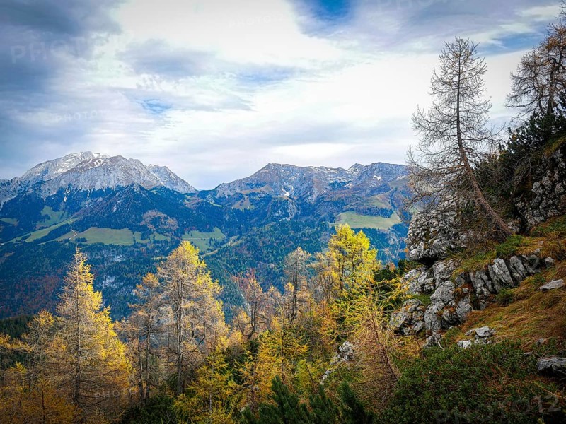 Yellow-coloured larches in the Berchtesgaden National Park in autumn, view of the Hohe Göll and Schneibstein, Bavaria, Germany, Europe