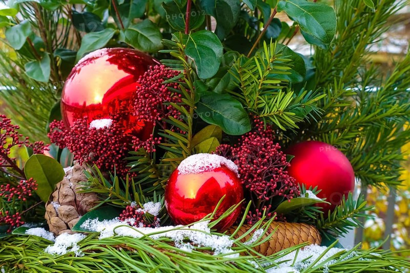Christmas arrangement, Advent arrangement, Christmas motif, Christmas, Christmas, Christmas festival, Advent season, red Christmas baubles, jewellery, Advent season, Christmas decoration, Christmas card motif, pine cones, fir branches, snow, Japanese fruit skimmia (skimmia japonica), evergreen perennial, red flowers, Germany, Europe