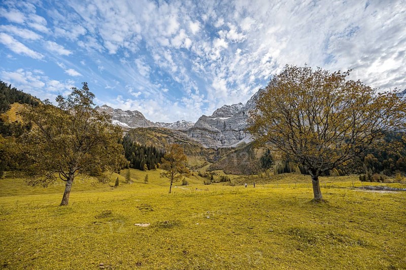 Maple tree with autumn leaves, autumn landscape in Rißtal, Großer Ahornboden, Engalpe, Eng, municipality of Hinterriß, Karwendel Mountains, Alpenpark Karwendel, Tyrol, Austria, Europe