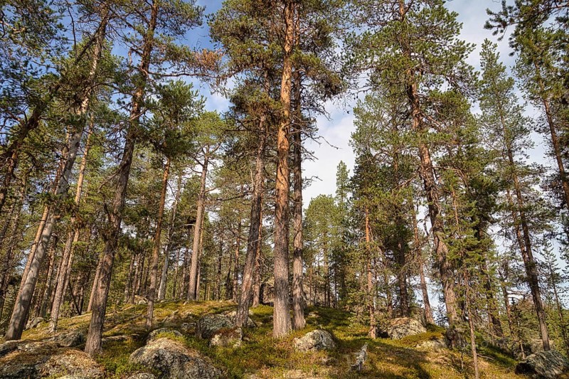 Tree population at Lake Inari, Lapland, Finland, Europe