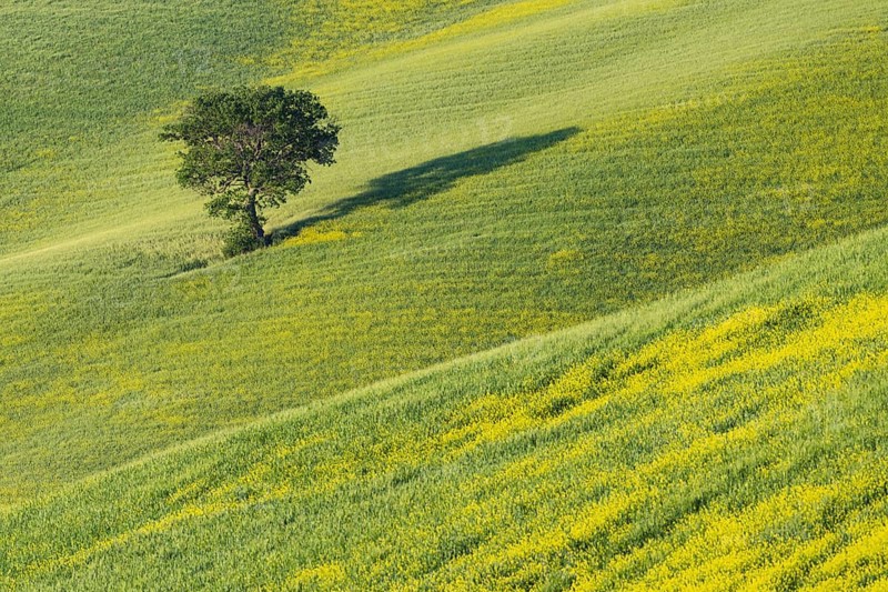 Mulberry tree (Morus) in a field with flowering yellow broom (Genista tinctoria), Tuscany, Italy, Europe