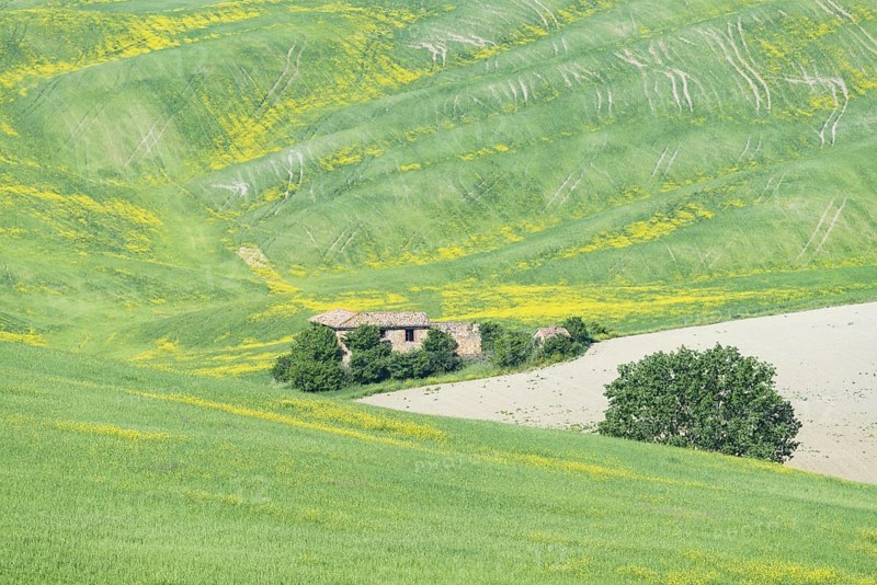 Landscape at sunrise around Pienza, Val d'Orcia, Orcia Valley, UNESCO World Heritage Site, Province of Siena, Tuscany, Italy, Europe