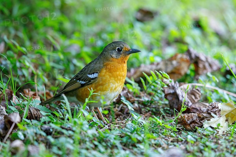 Orange ground thrush (Geokichla gurneyi), Zoothera gurneyi, Benvie Garden, Howick, KwaZulu-Natal, South Africa, Africa