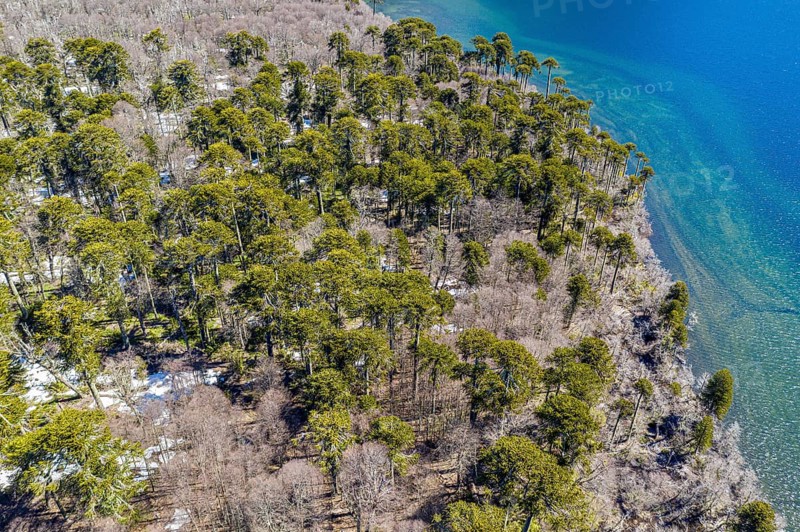 Aerial view of araucaria forest at the lake Laguna Escondida, west of Paso Tromen o Mamuil Malal, Villarica National Park, Chile, South America