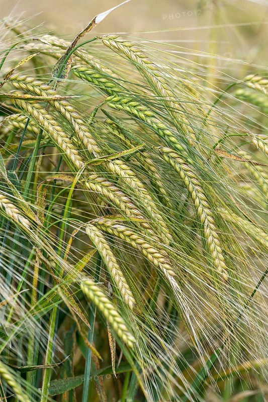 Barley field, ears of barley (Hordeum vulgare) unripe, Baden-Württemberg, Germany, Europe