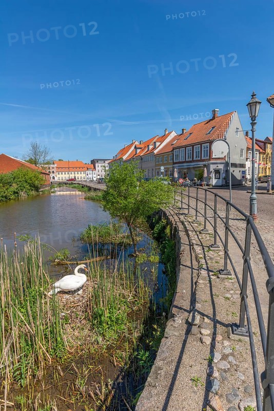 Old town of Nyborg, moat around the medieval town, restored, historic houses, bright colours, reed banks, swan, nest, eggs, brood care, spring, Fyn, Fyn Island, Denmark, Europe