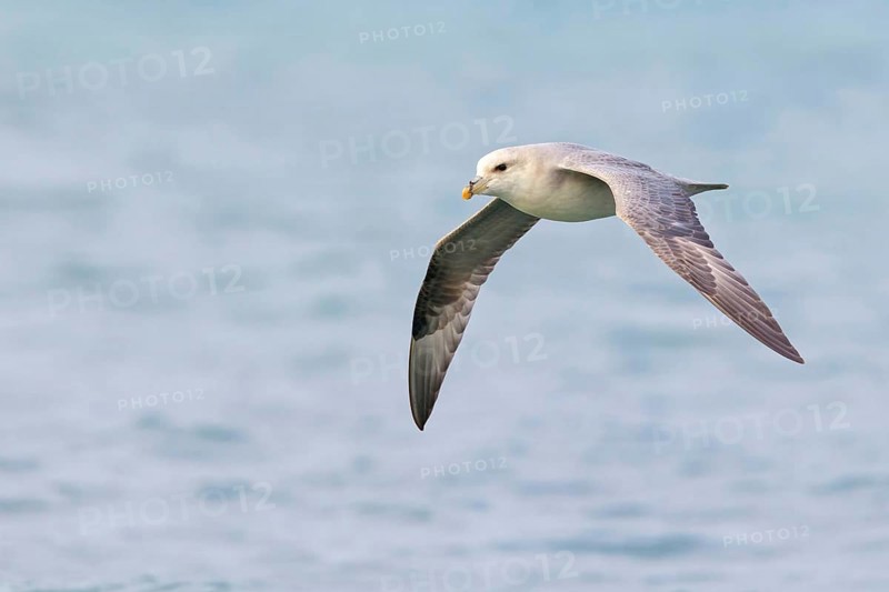 Northern fulmar (Fulmarus glacialis), Spitsbergen, Longyearbyen, Svalbard / Spitsbergen, Norway, Europe