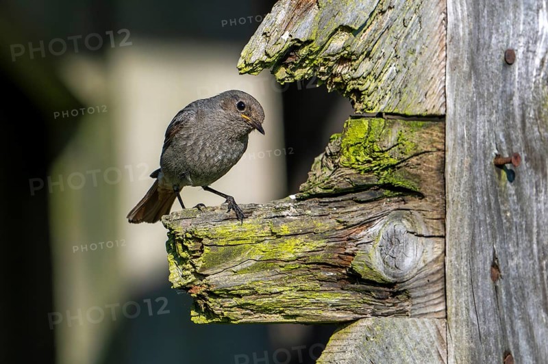 Black redstart (Phoenicurus ochruros gibraltariensis) female, first calendar year male perched on weathered wooden beam of barn, shed in spring