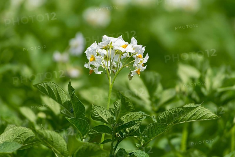 Potato (Solanum tuberosum) flowering, potato field, Baden-Württemberg, Germany, Europe