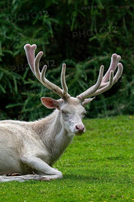 Leucistic red deer (Cervus elaphus) stag, white morph at forest edge with antlers covered in velvet in late spring