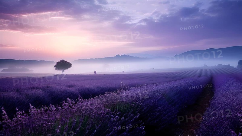 Lavender fields basking in a blanket of fog in sunrise, AI generated