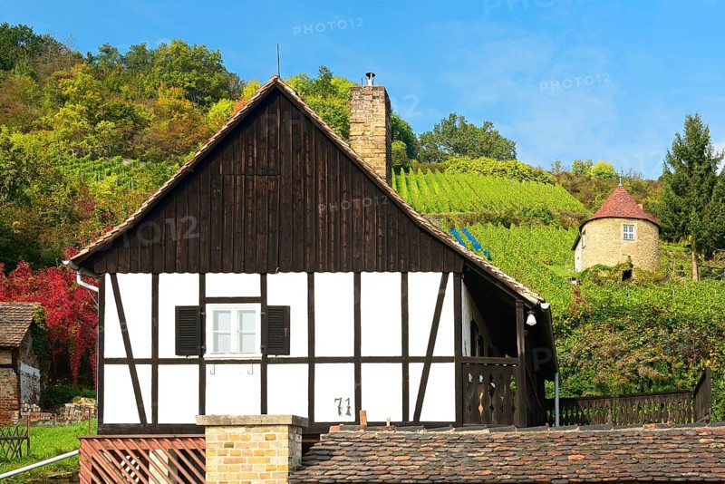 Vineyard with traditional vineyard houses in autumn, Naumburg (Saale), Saale-Unstrut region, Saxony-Anhalt, Germany, Europe
