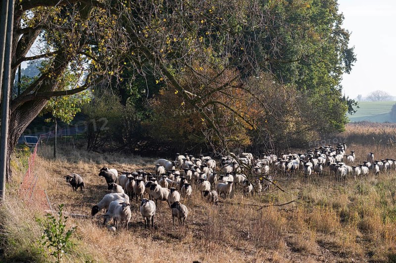 A flock of black-headed sheep (Ovis gmelini aries) on a pasture, Rehna, Mecklenburg-Western Pomerania, Germany, Europe