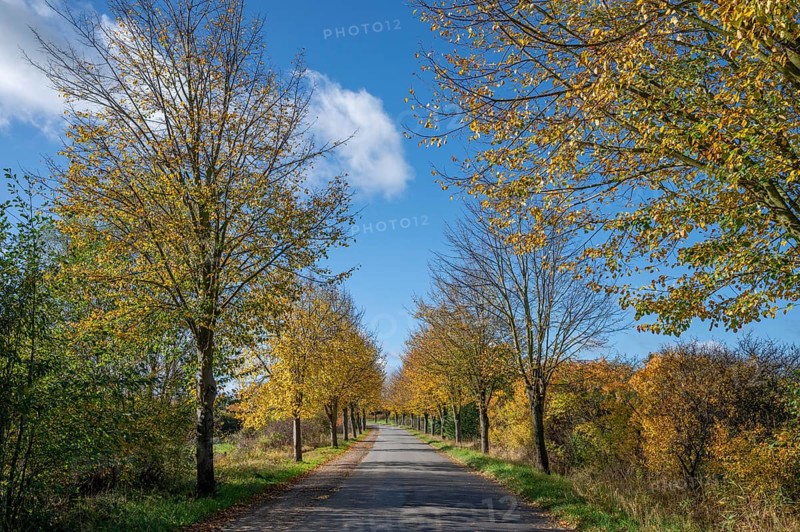 Autumnal lime tree avenue (Tilia platyphyllos) on a village street, Brützkow near Rehna, Mecklenburg-Western Pomerania, Germany, Europe