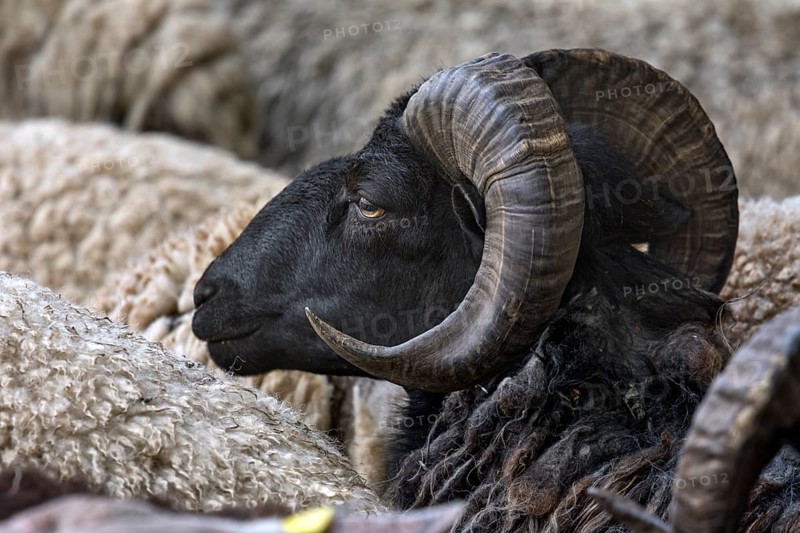 Male horned blackface domestic sheep (Ovis aries), Rehna, Mecklenburg-Western Pomerania, Germany, Europe