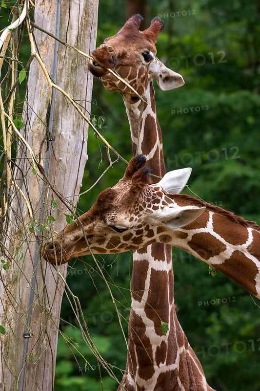 Two reticulated giraffes (Giraffa reticulata), Nuremberg Zoo, Middle Franconia, Bavaria, Germany, Europe