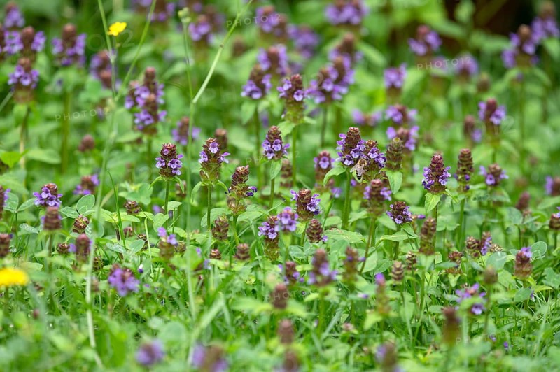 Common selfheal (Prunella), Bavaria, Germany, Europe