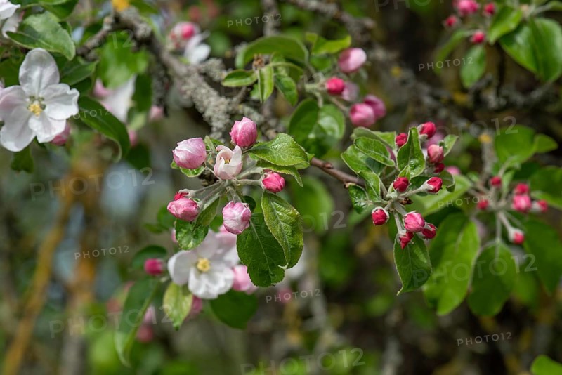 Apple blossom branch (Malus), Bavaria, Germany, Europe