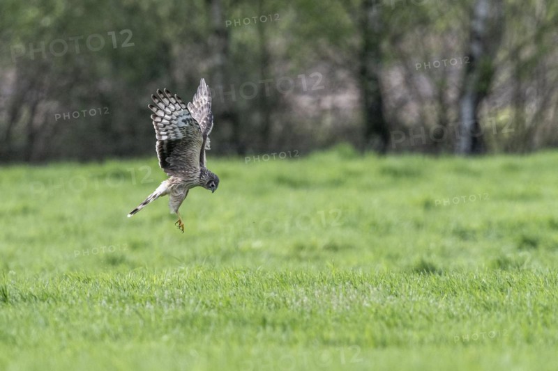 Hen harrier (Circus cyaneus), Emsland, Lower Saxony, Germany, Europe